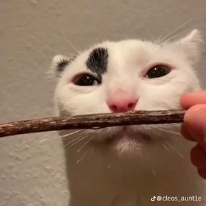 Meet your Posher, Kyayer